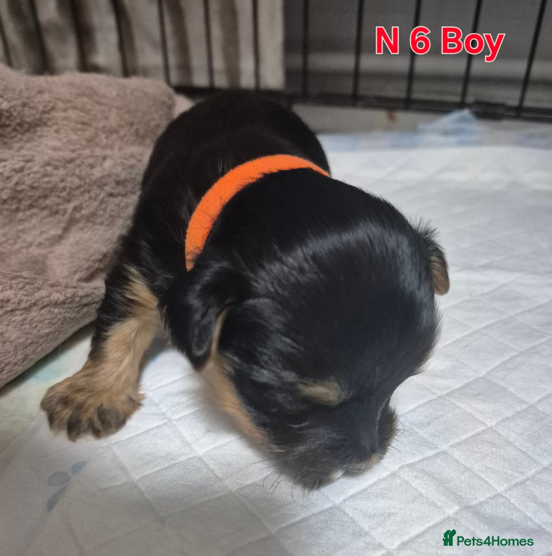 Biewer Terrier dogs for sale: Biewier terrier  - Image 22