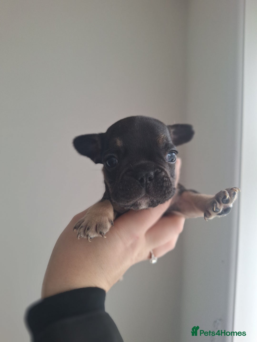 French Bulldog dogs for sale: French bulldog babies  - Advert 7