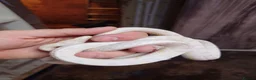 Corn Snake reptiles for sale: Bullsnakes and Cornsnakes  in Stockport - Advert 10