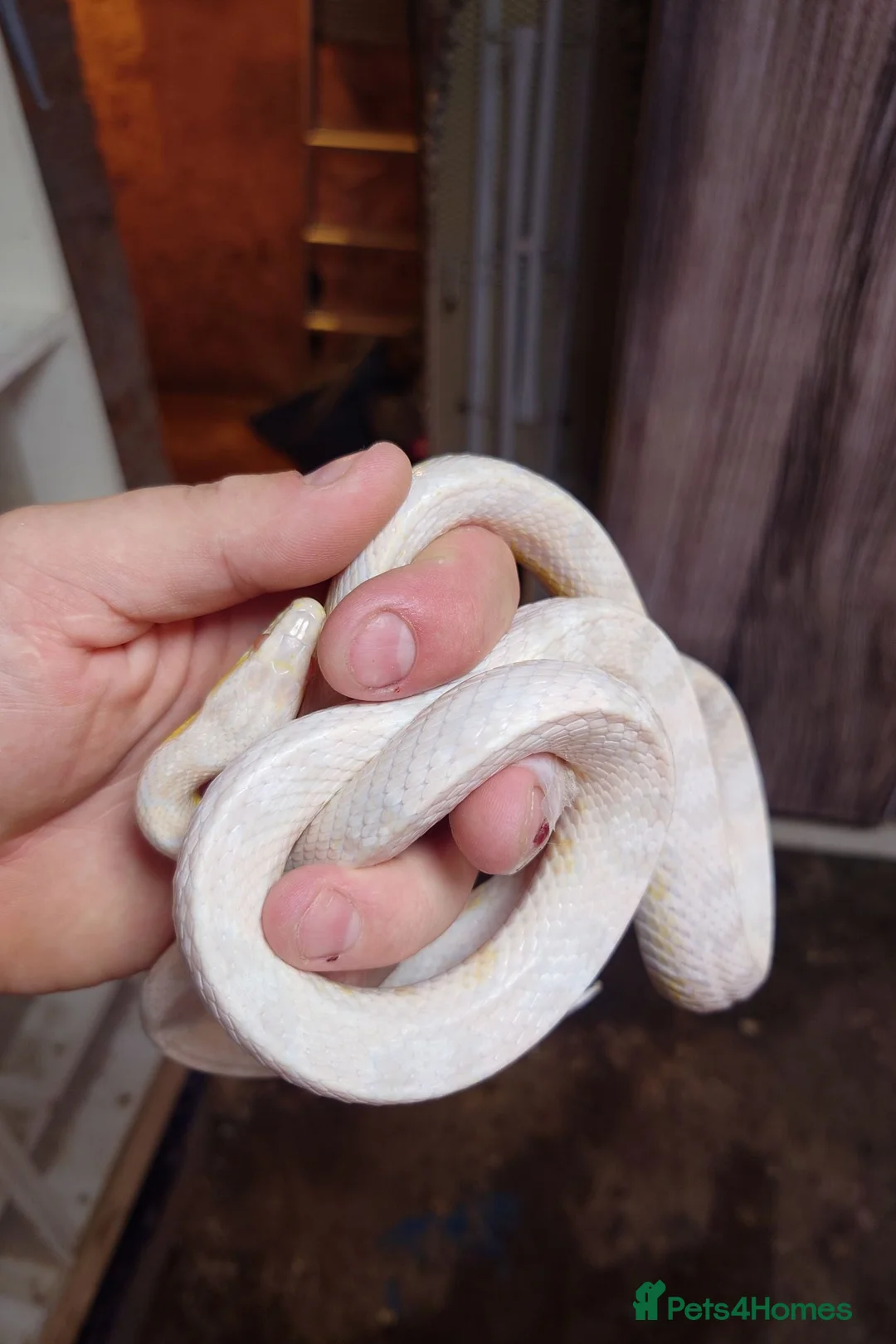 Corn Snake reptiles for sale: Bullsnakes and Cornsnakes  in Stockport - Advert 10