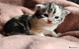 Maine Coon cats for sale: Half Maine Coon kittens - Image 2