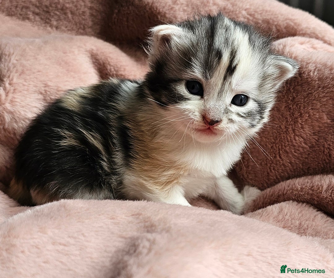 Maine Coon cats for sale: Half Maine Coon kittens - Image 2