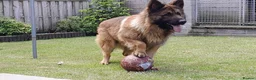 German Shepherd dogs for stud: Huge German shepherd for stud only  - Advert 4