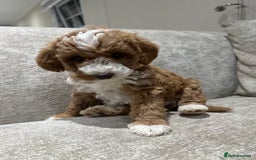 Australian Labradoodle dogs for sale: Australian Labradoodles - Image 10