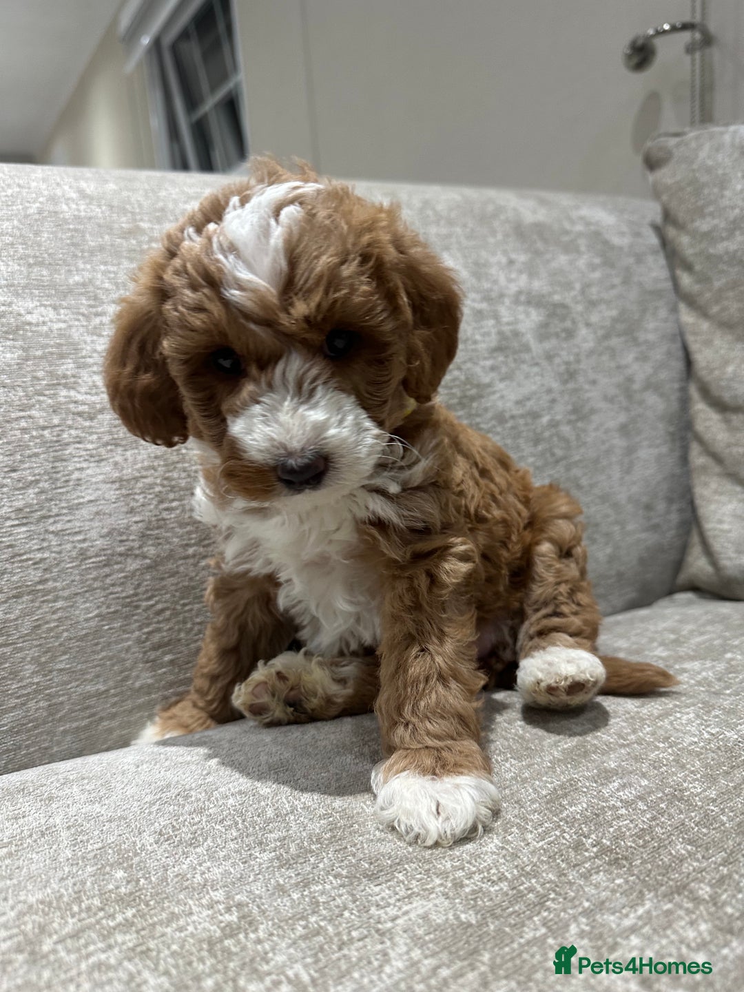 Australian Labradoodle dogs for sale: Australian Labradoodles - Image 10