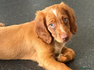 Cocker Spaniel dogs Cocker spaniel puppies - Advert 12