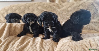 Cockapoo dogs - Advert 2
