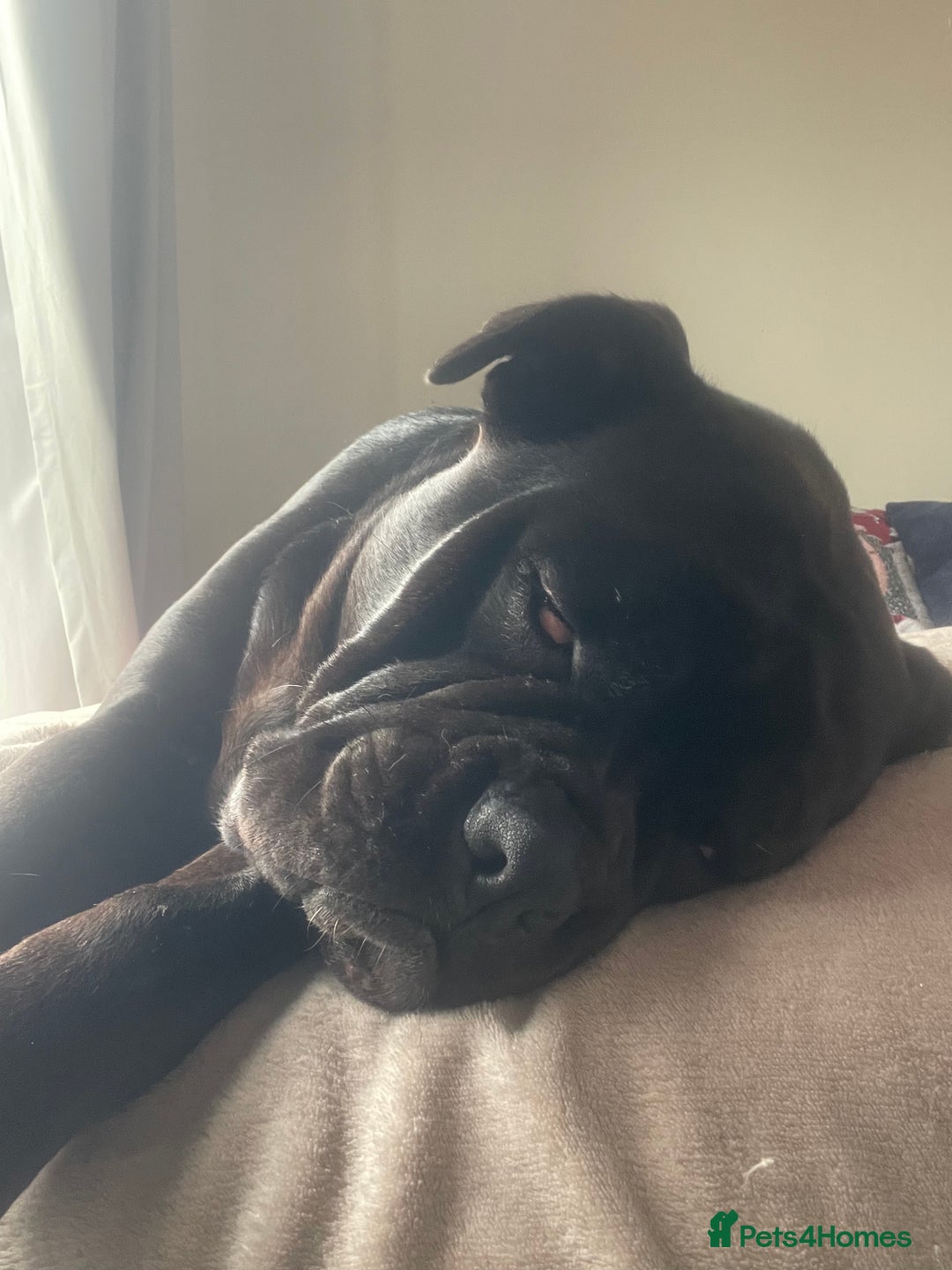 Mixed Breed dogs for sale: Bleu looking for new home - Image 6