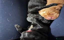 Mixed Breed dogs for sale: Sprockerdor puppies for sale - Image 15