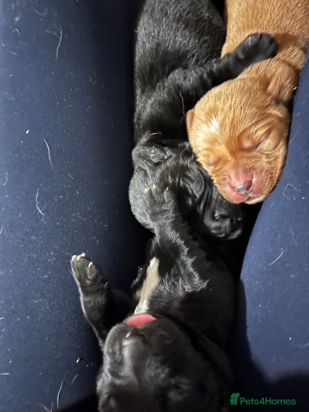 Mixed Breed dogs for sale: Sprockerdor puppies for sale - Image 15