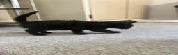 Mixed Breed cats for sale: 2 Kittens Left - Advert 3