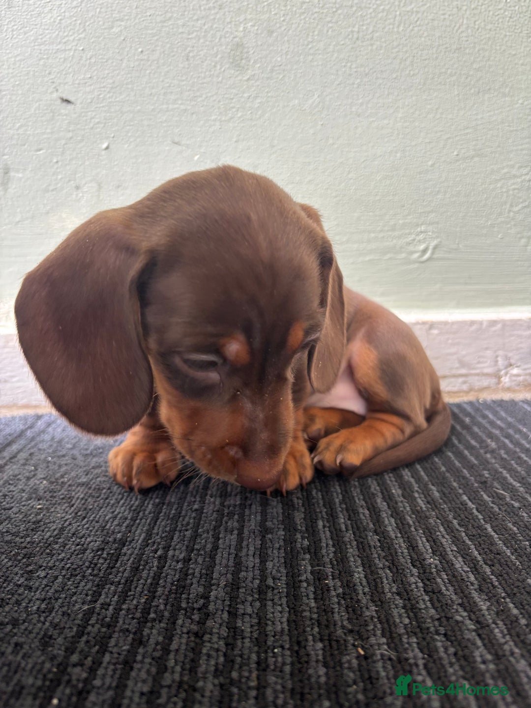 Miniature Dachshund dogs for sale: Mini chocolate Dachshunds in Luton - Image 19