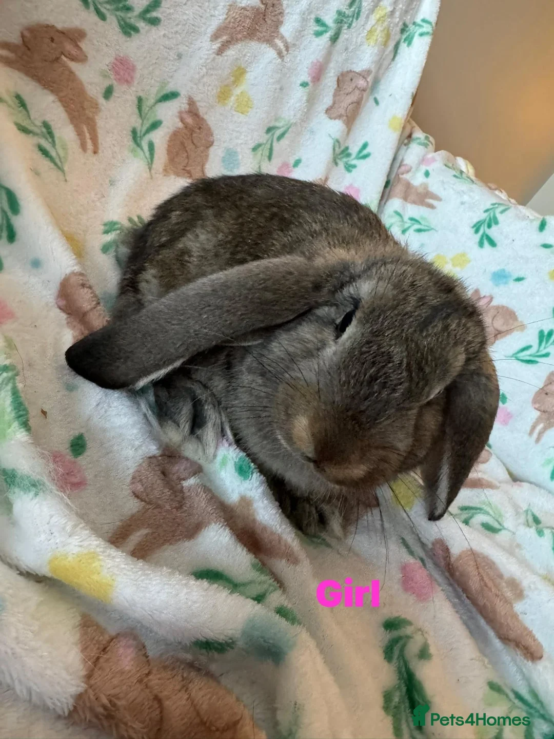 French Lop rabbits for sale: Adorable Giant french lops  - Advert 3