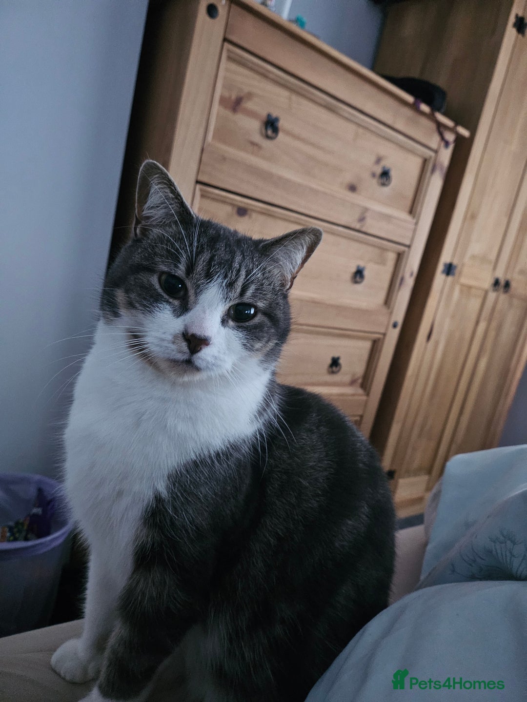 Mixed Breed cats for sale: Duchess for rehoming - Advert 3