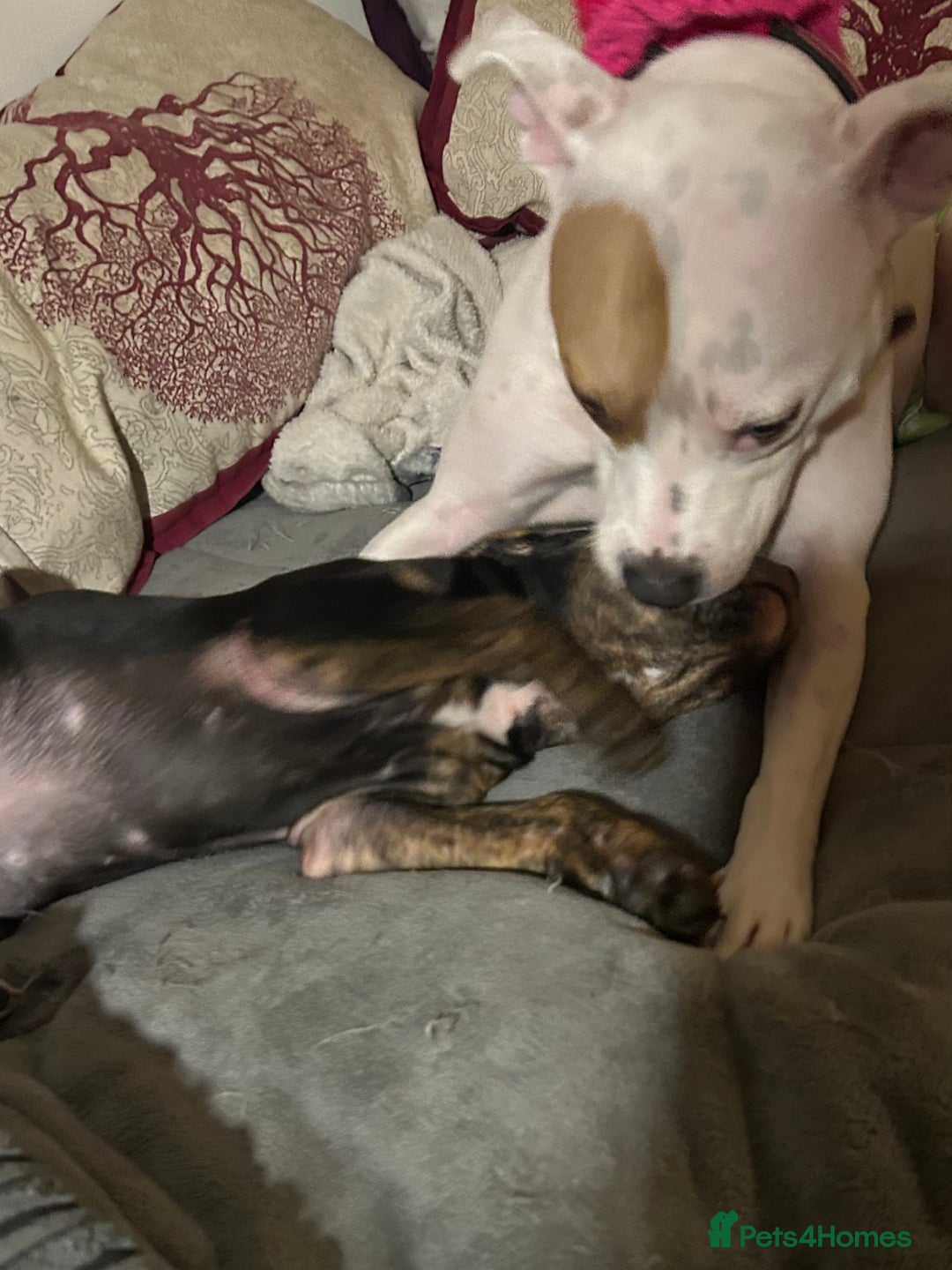 Mixed Breed dogs for sale: Beautiful little girl for rehoming  - Advert 2