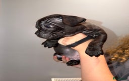 Mixed Breed dogs for sale: French staffys - Image 9