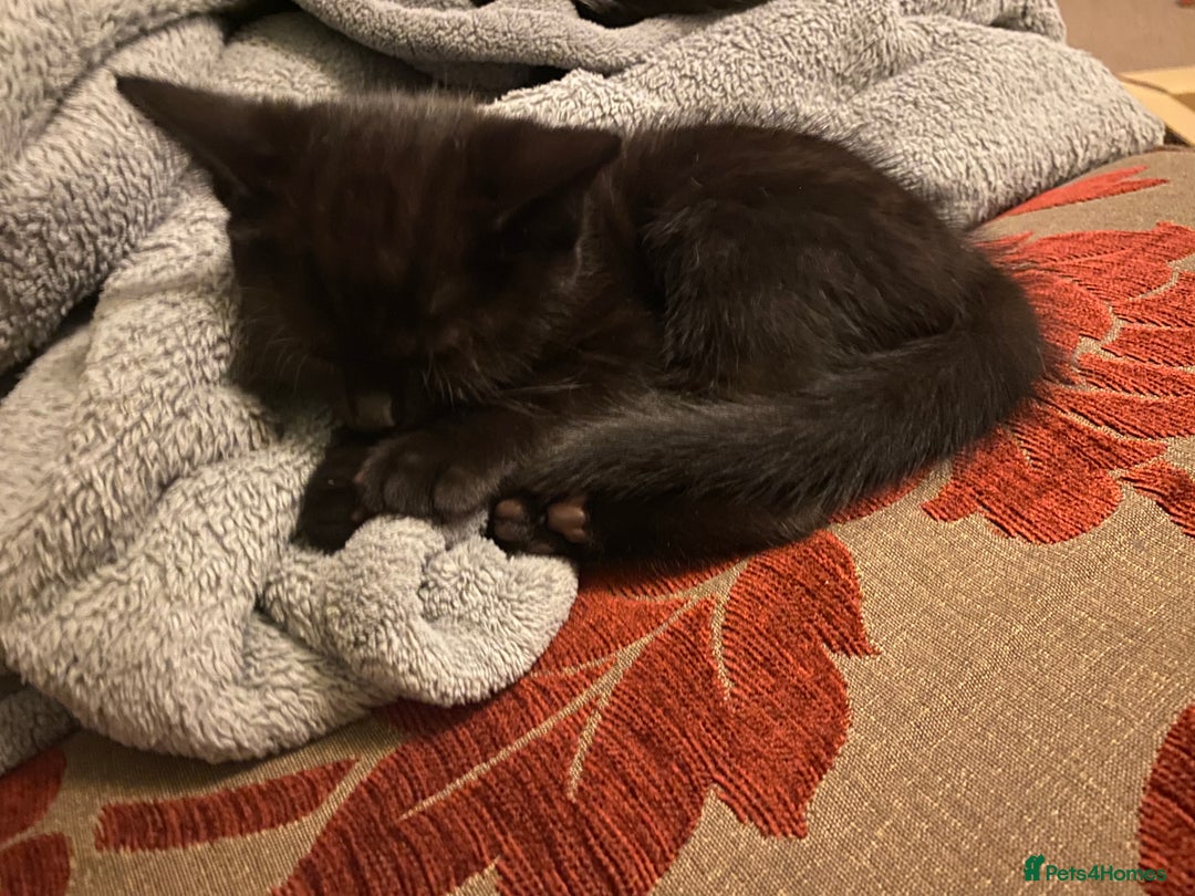 Domestic Shorthair cats for sale: 5 gorgeous little kittens looking for new homes - Image 4