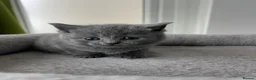 British Shorthair cats for sale: Beautiful British kittens 🐈‍⬛  - Advert 10