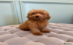 Miniature Poodle dogs for sale: 🐩 Adorable Miniature Poodles 🐾 - Image 3