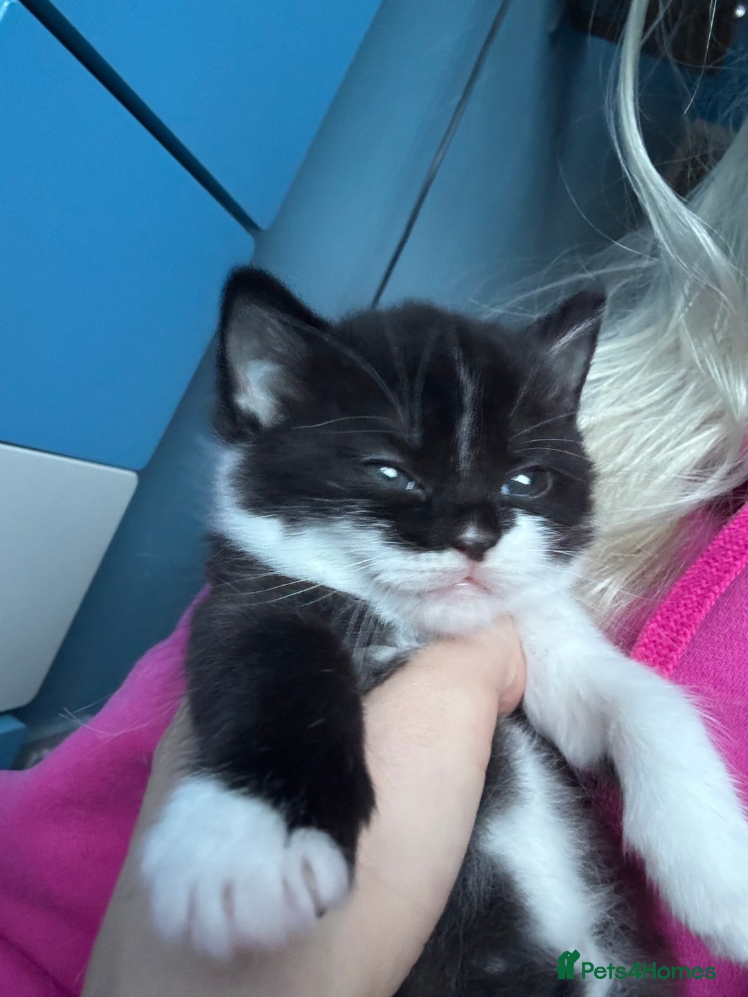 British Shorthair cats for sale: kittens  - Advert 3