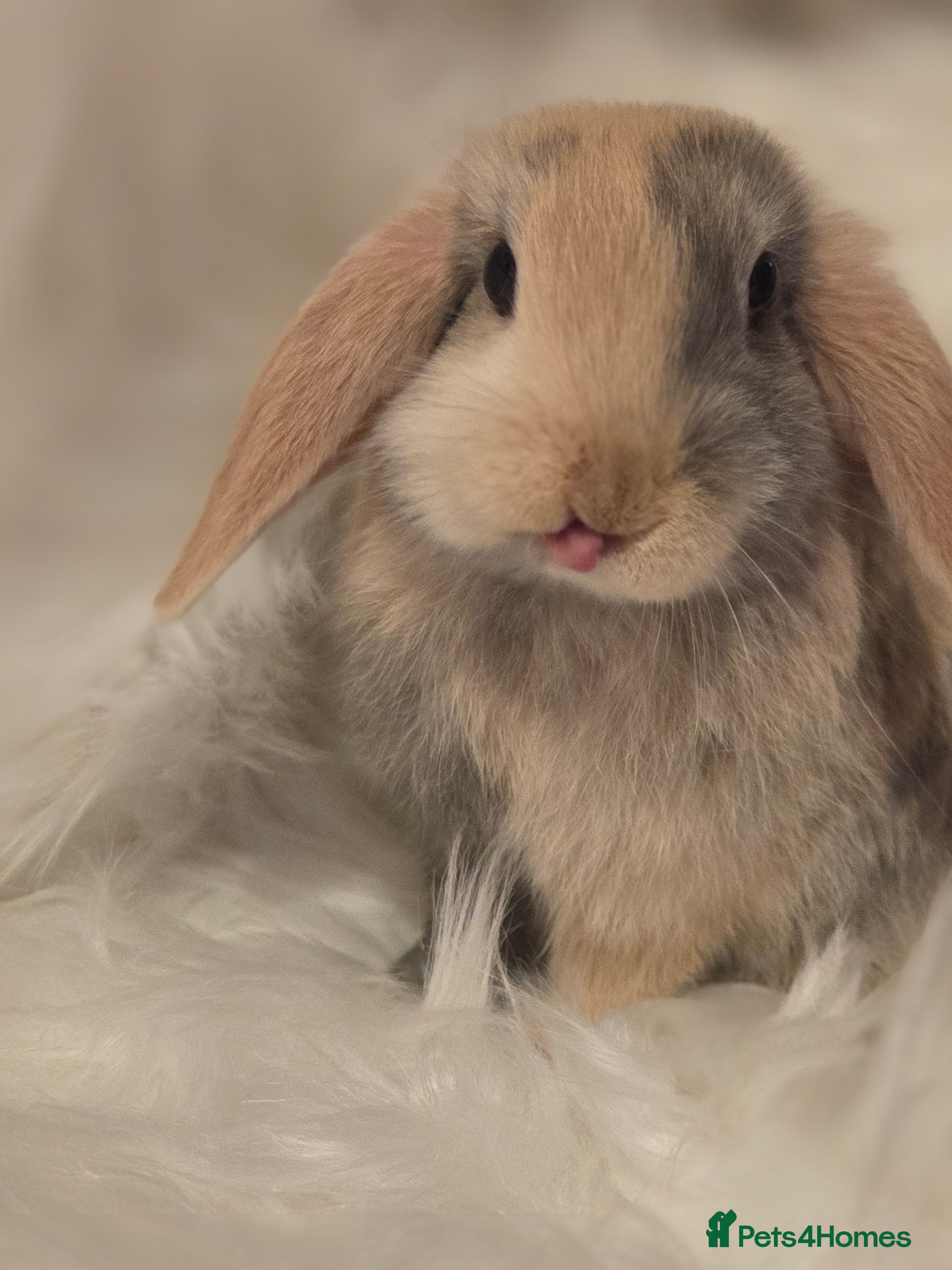 Mini Lop rabbits Beautiful mini lops - Advert 5