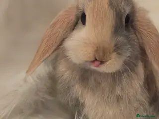 Mini Lop rabbits Beautiful mini lops - Advert 1