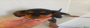 Cocker Spaniel 1