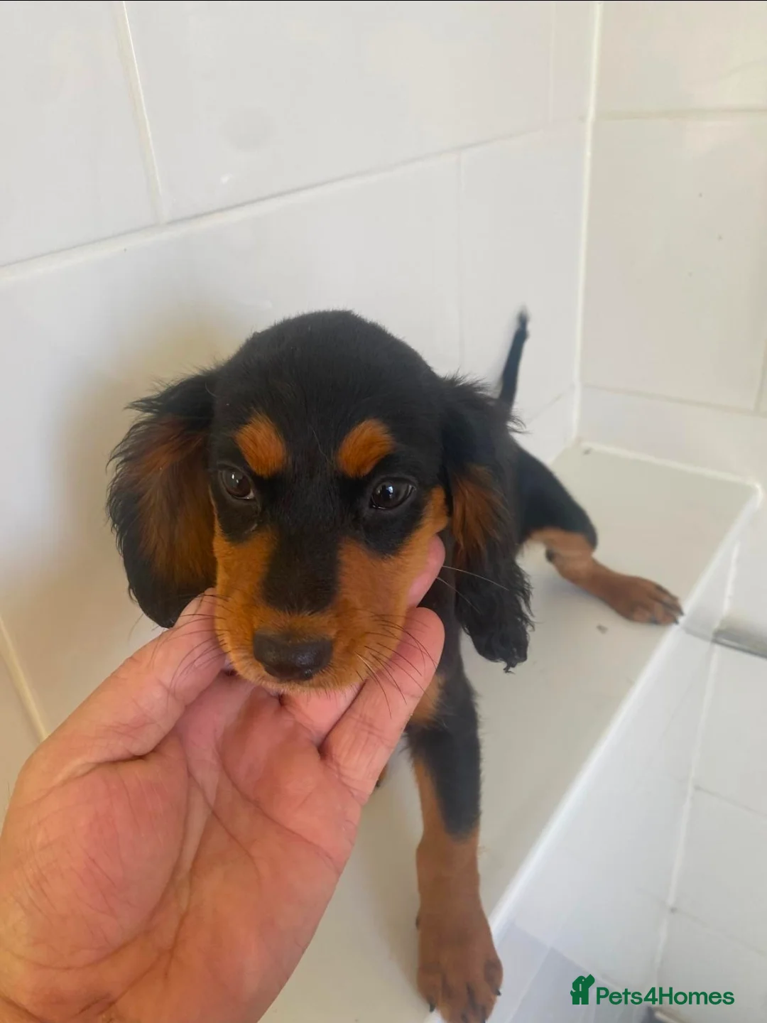 Cocker Spaniel dogs for sale: Gorgeous Cocker Spaniel puppies - Advert 11