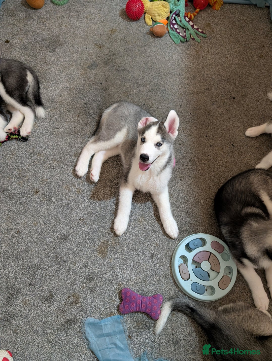 Siberian Husky dogs for sale: Husky  - Advert 7