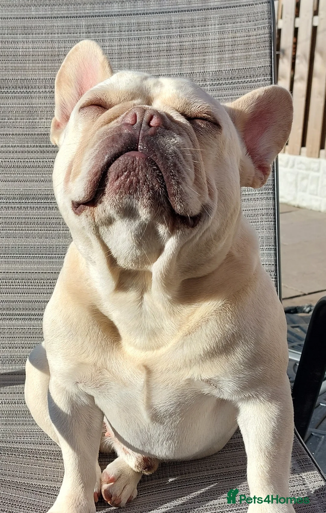 French Bulldog dogs for stud: kc French Bulldog Stud - Advert 3