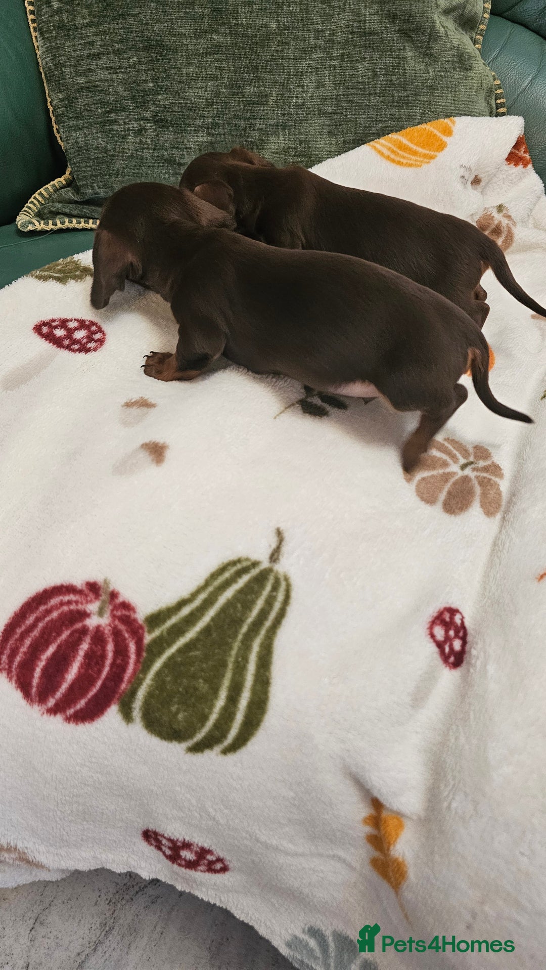 Dachshund dogs for sale: Miniature Dachshund Puppies. - Advert 11