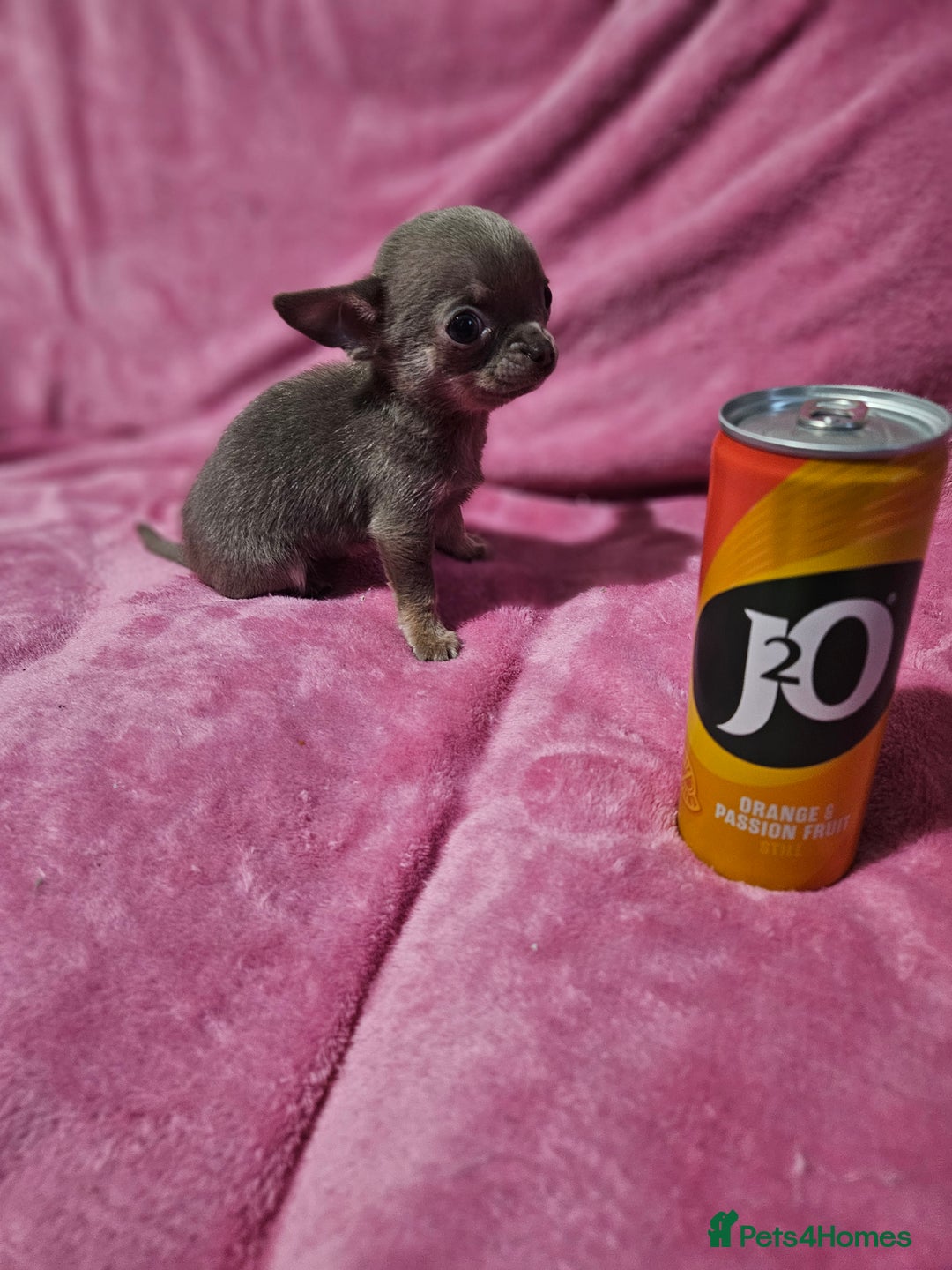 Chihuahua dogs for sale: TINY KC REG Lilac Chihuahua puppies - Advert 7