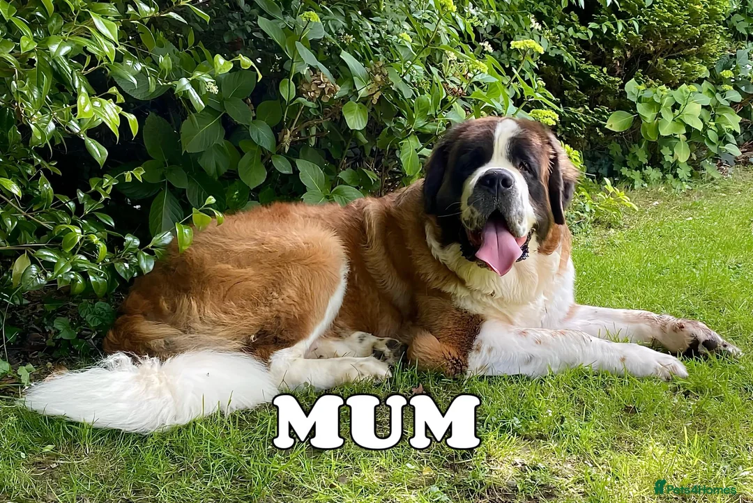 Saint Bernard dogs for sale: Outstanding KC Registered Saint Bernard Puppies - Advert 11
