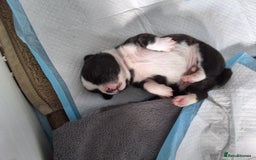 Mixed Breed dogs for sale: Frenchie cross chihuahua  - Image 11