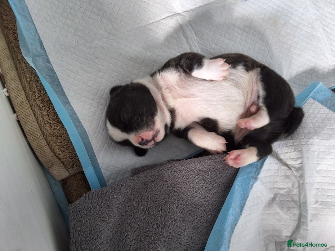 Mixed Breed dogs for sale: Frenchie cross chihuahua  - Image 11