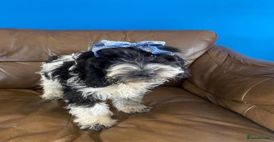 Cockapoo dogs - Advert 6