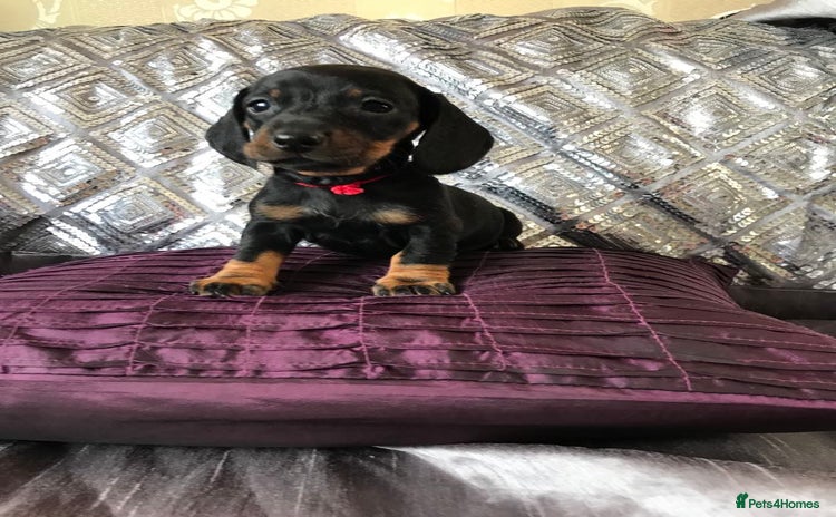 Miniature Dachshund dogs - Advert 9