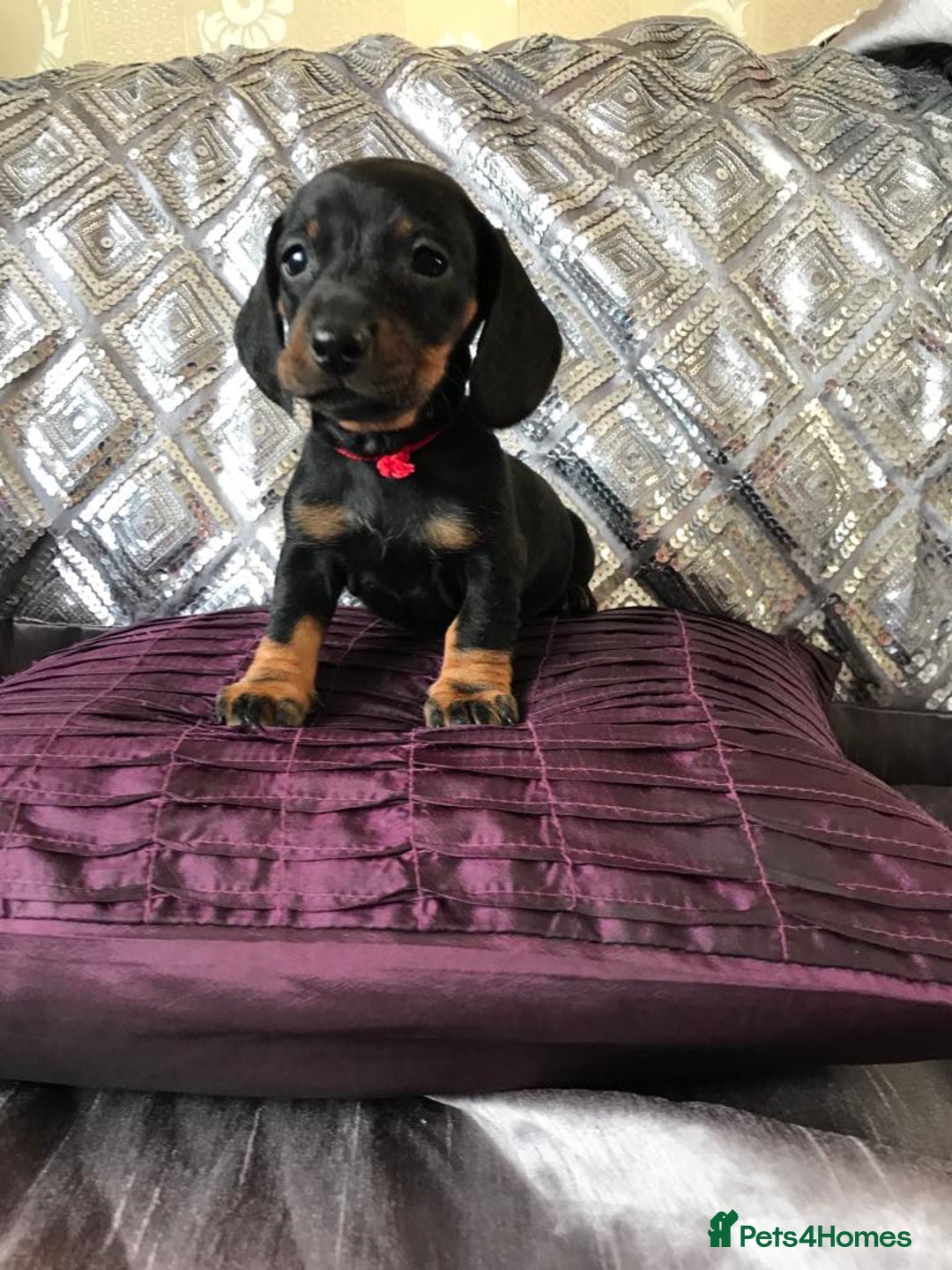 Miniature Dachshund dogs for sale: Last boy - Image 1