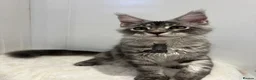 Maine Coon cats for sale: TICA girl female  Maine Coon blue silver tabby  - Advert 3