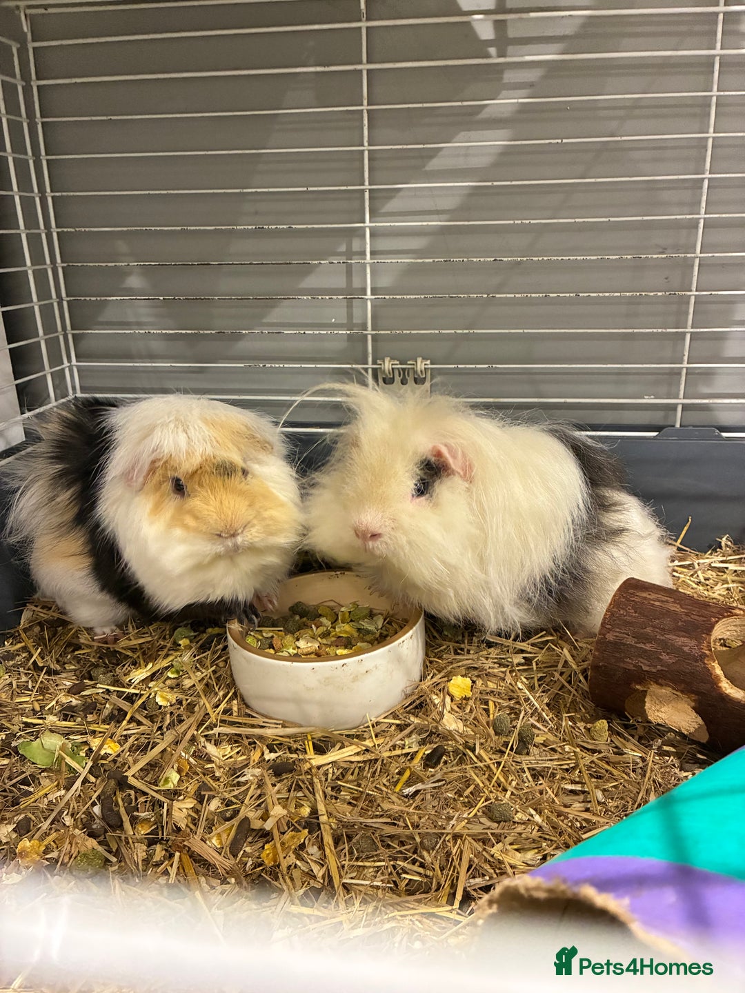 Guinea Pig rodents for sale: X2 Guinea pigs  - Advert 1