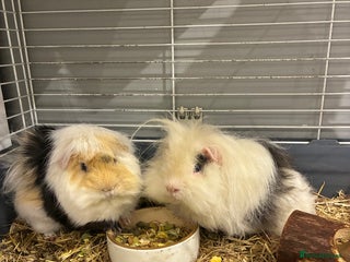 Guinea Pig rodents X2 Guinea pigs - Advert 1