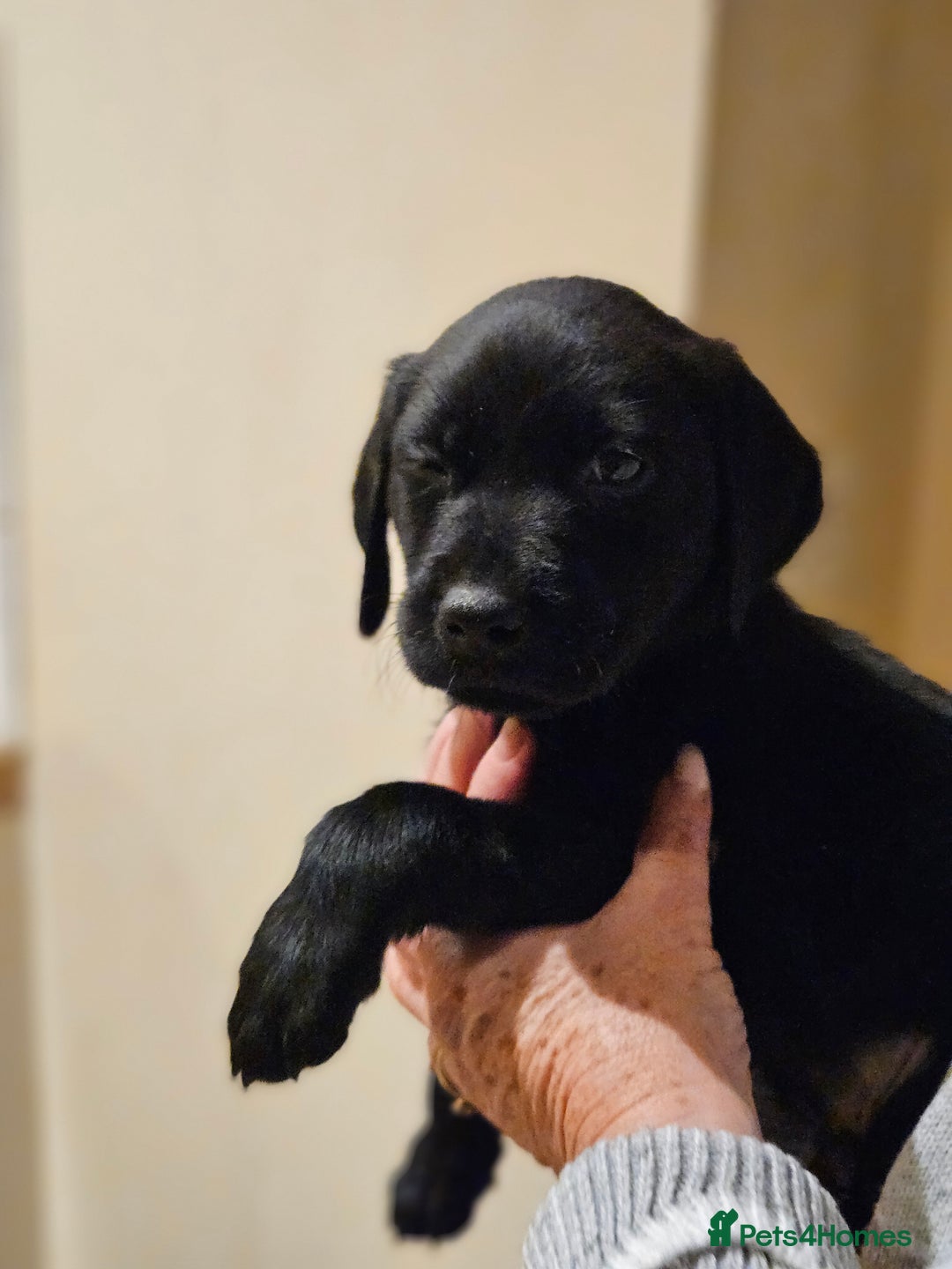 Labrador Retriever dogs for sale: Black labrador dog pups - Advert 3