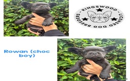 French Bulldog dogs for sale: *Fluffy French Bulldog Pups-4 reserved* - Image 8