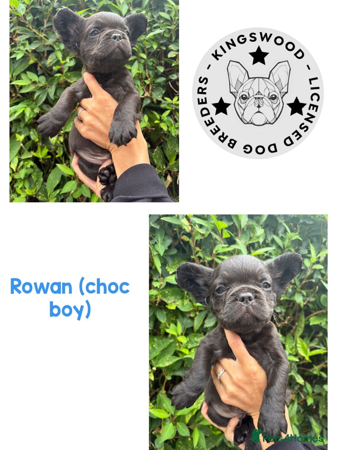 French Bulldog dogs for sale: *Fluffy French Bulldog Pups-4 reserved* - Image 8