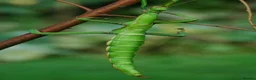 Stick Insects invertebrates for sale: Giant Green Bean Stick Insects x 6 Nymphs - Advert 7