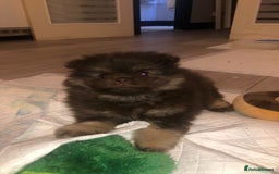 Pomeranian dogs for sale: 4 fluffy cute kc reg Pomeranian puppies  - Advert 12