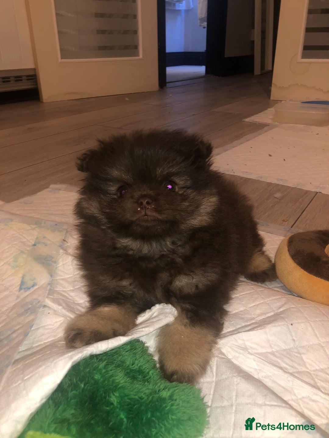 Pomeranian dogs for sale: 4 fluffy cute kc reg Pomeranian puppies  - Advert 12