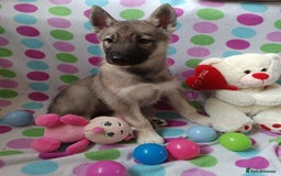 Huskita dogs for sale: Husky x puppy  - Image 3