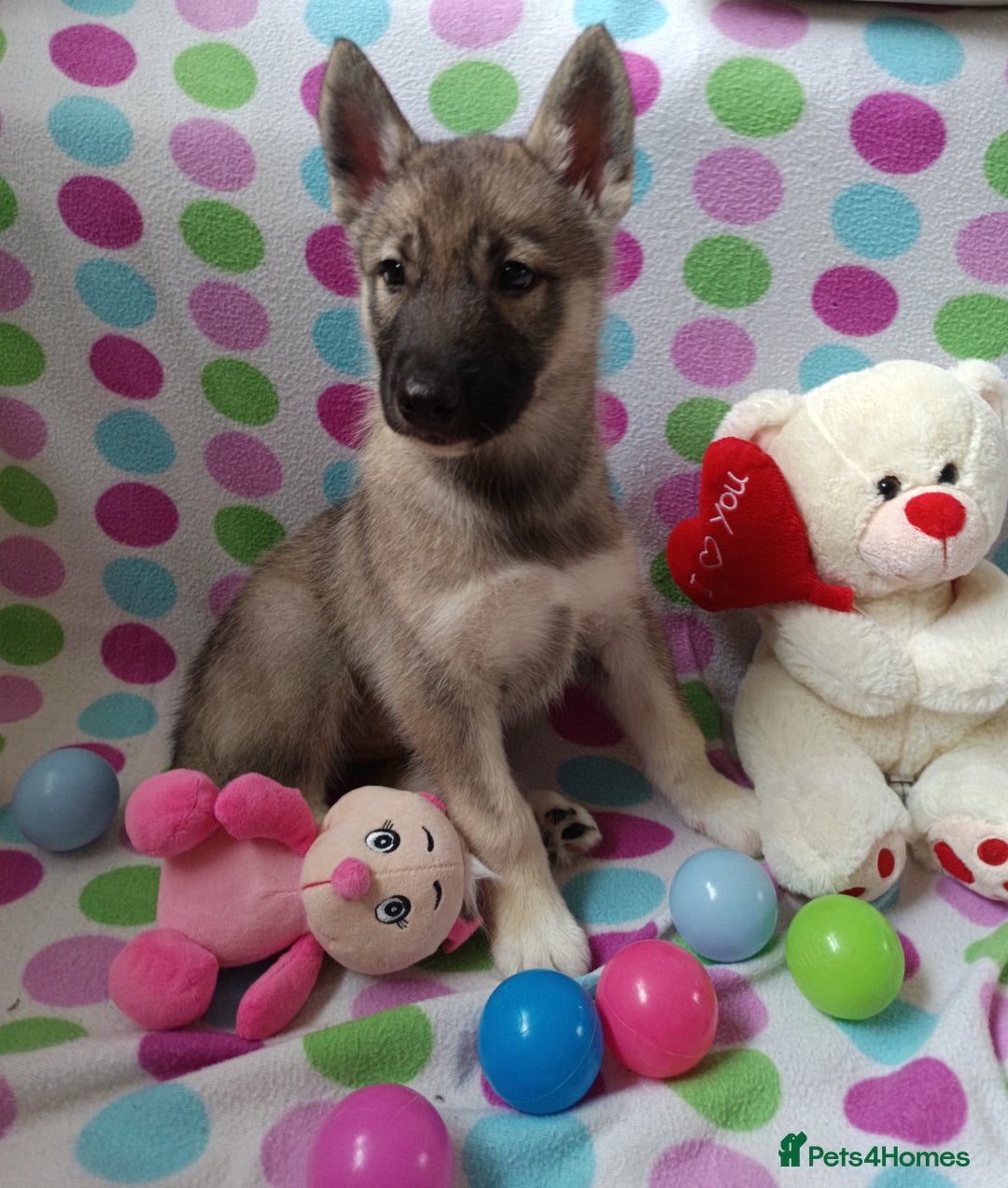 Huskita dogs for sale: Husky x puppy  - Image 3