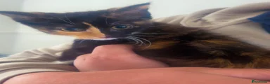 Bengal 4